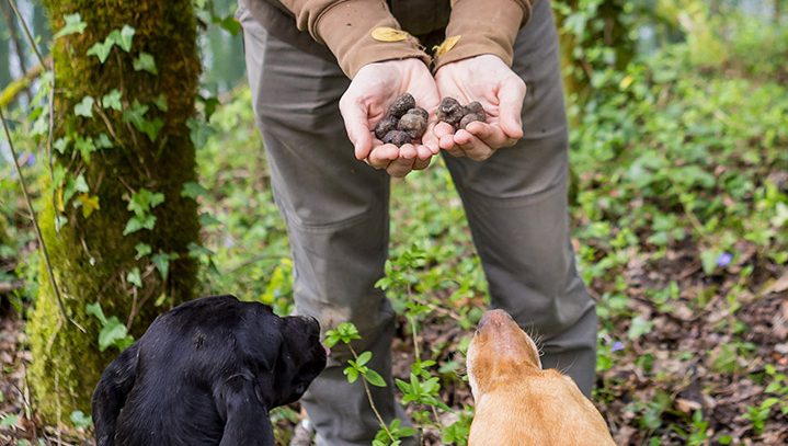 Truffle Hunting Tarandek